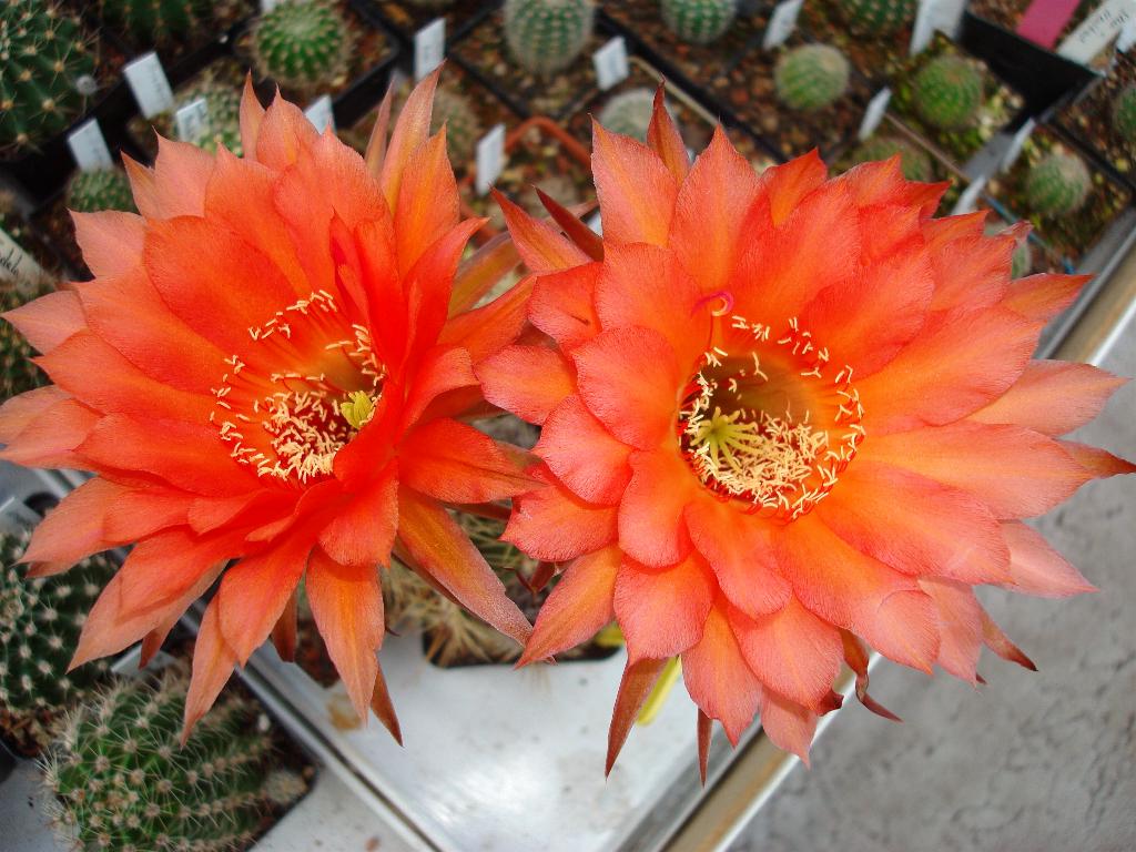 Eigene Echinopsis/RL 05-51 7.jpg